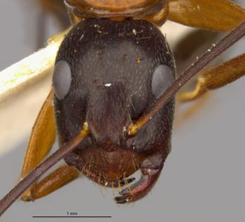 Media type: image;   Entomology 21454 Aspect: head frontal view
